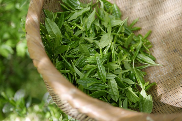 Kratom mám opravdu velmi ráda. 