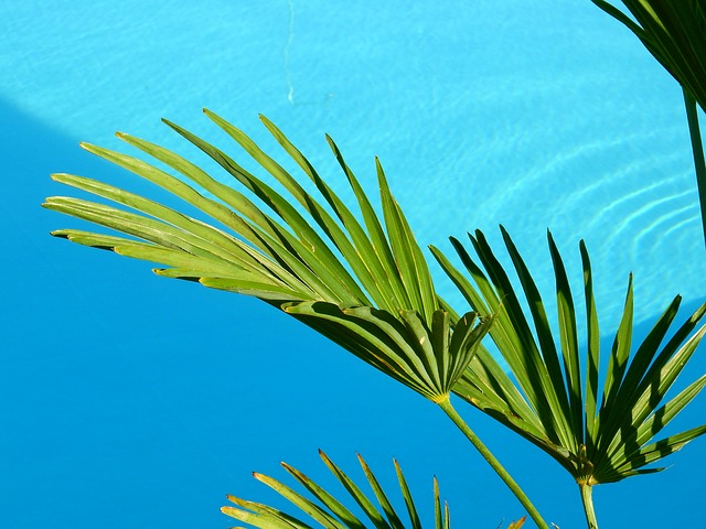 listy palmy.jpg
